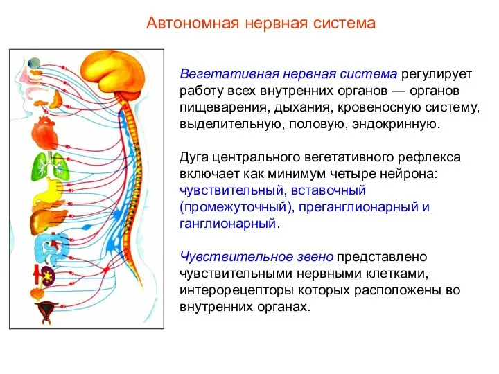 Автономная нервная система Вегетативная нервная система регулирует работу всех внутренних органов