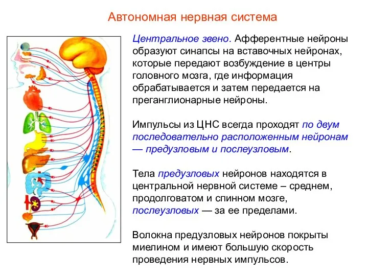 Автономная нервная система Центральное звено. Афферентные нейроны образуют синапсы на вставочных