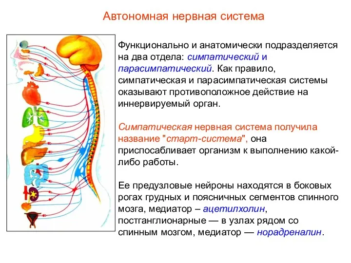 Автономная нервная система Функционально и анатомически подразделяется на два отдела: симпатический