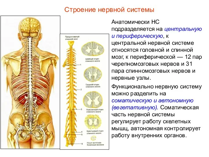 Строение нервной системы Анатомически НС подразделяется на центральную и периферическую, к