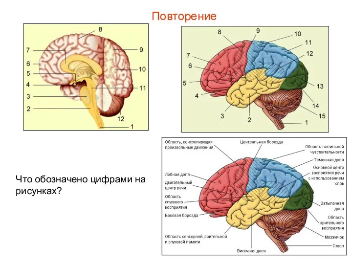 Повторение Что обозначено цифрами на рисунках?