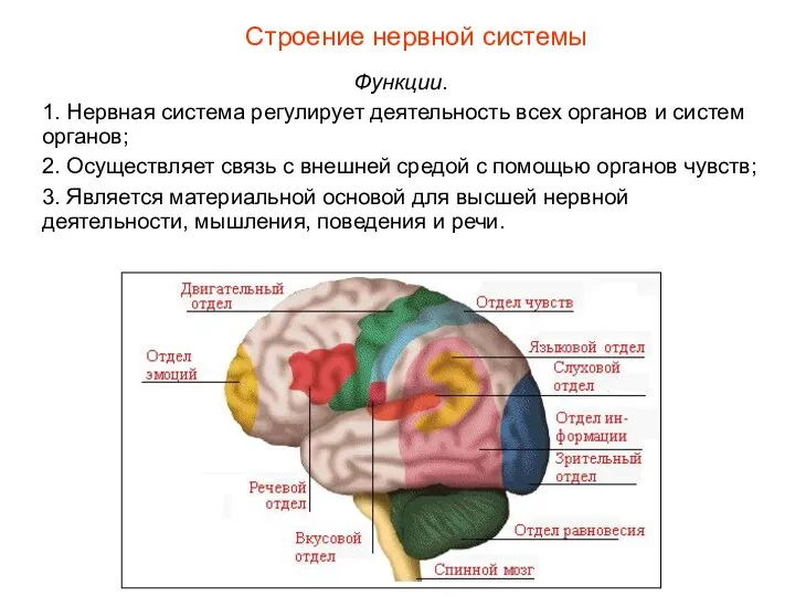 Строение нервной системы Функции. 1. Нервная система регулирует деятельность всех органов