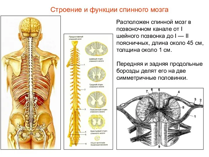 Строение и функции спинного мозга Расположен спинной мозг в позвоночном канале