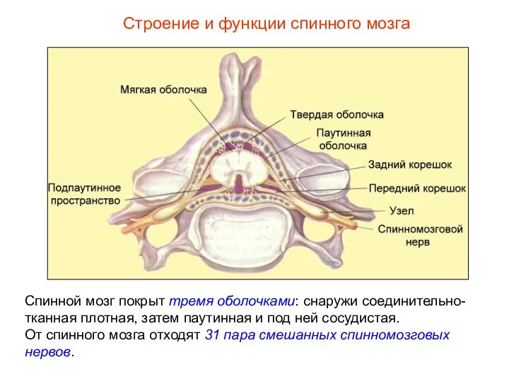 Строение и функции спинного мозга Спинной мозг покрыт тремя оболочками: снаружи