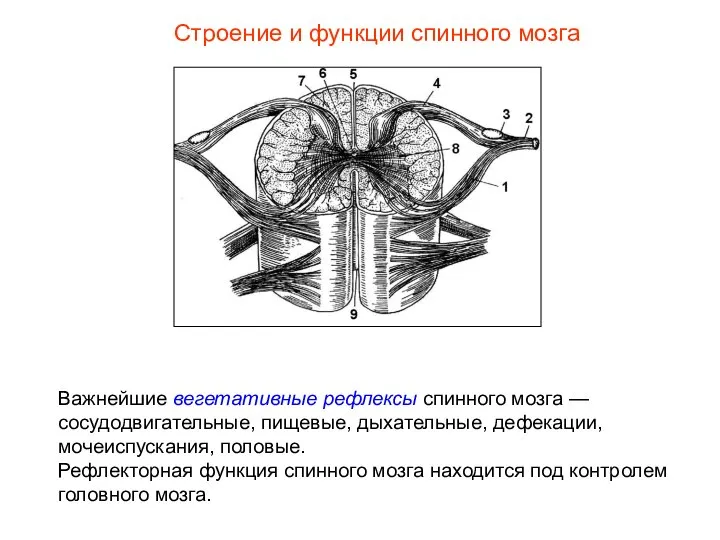 Строение и функции спинного мозга Важнейшие вегетативные рефлексы спинного мозга —