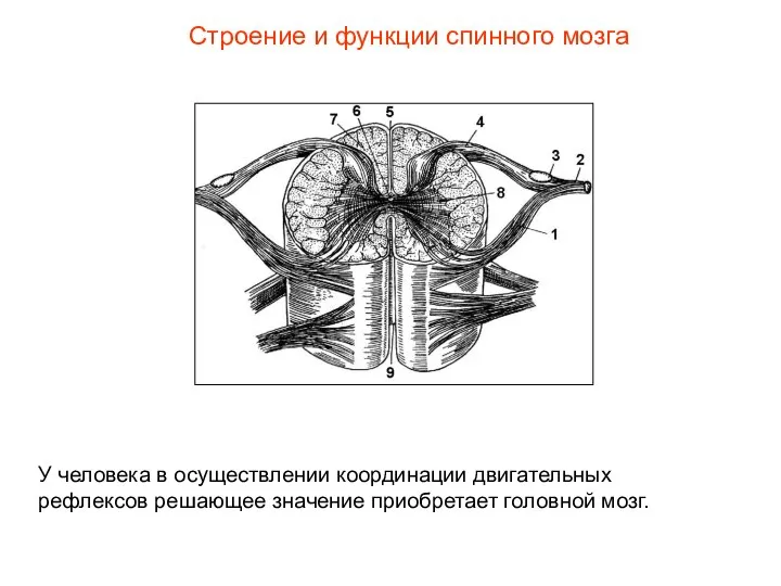 Строение и функции спинного мозга У человека в осуществлении координации двигательных