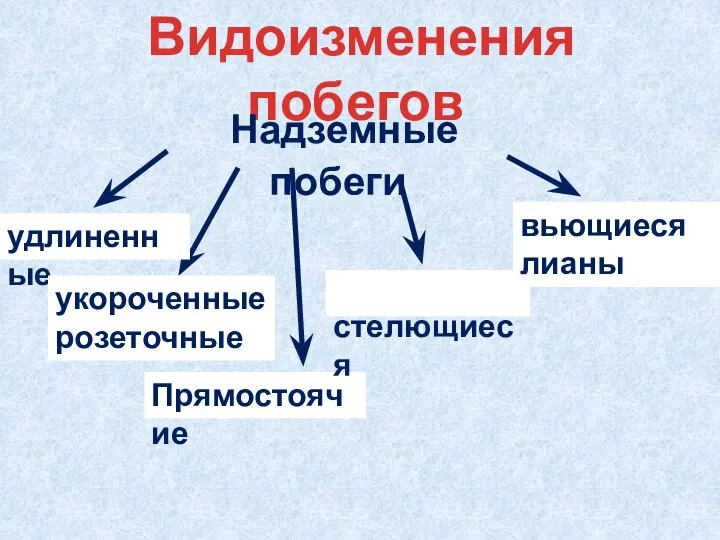 Видоизменения побегов Надземные побеги удлиненные укороченные розеточные Прямостоячие стелющиеся вьющиеся лианы