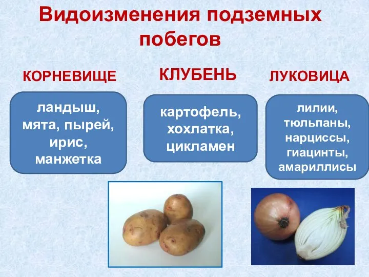 Видоизменения подземных побегов КОРНЕВИЩЕ ландыш, мята, пырей, ирис, манжетка картофель, хохлатка,