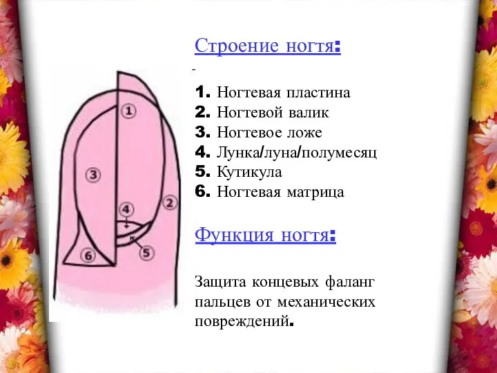 Строение ногтя: 1. Ногтевая пластина 2. Ногтевой валик 3. Ногтевое ложе