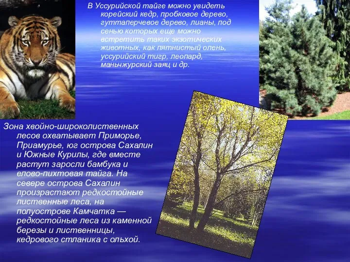 В Уссурийской тайге можно увидеть корейский кедр, пробковое дерево, гуттаперчевое дерево,