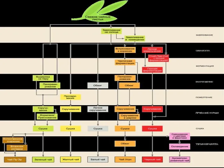 Технология производства чая