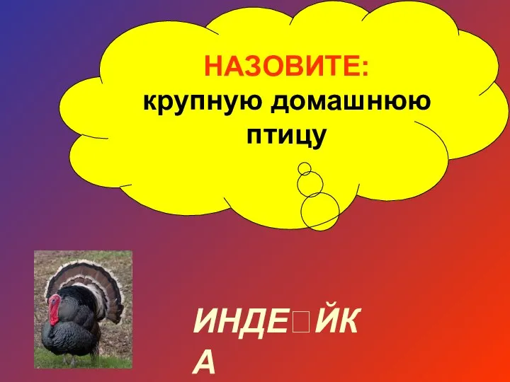 НАЗОВИТЕ: крупную домашнюю птицу ИНДЕЙКА