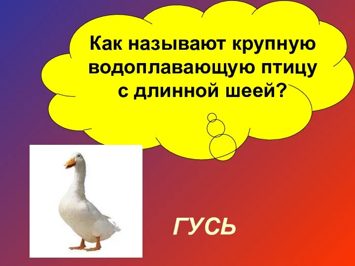 Как называют крупную водоплавающую птицу с длинной шеей? ГУСЬ