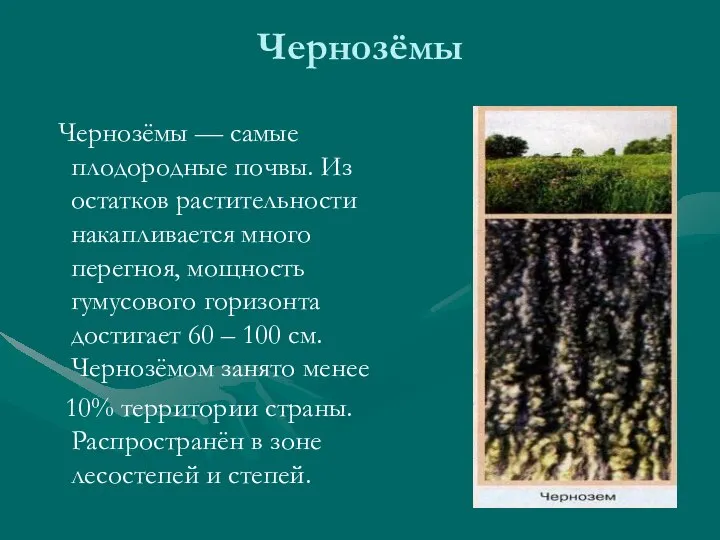 Чернозёмы Чернозёмы — самые плодородные почвы. Из остатков растительности накапливается много