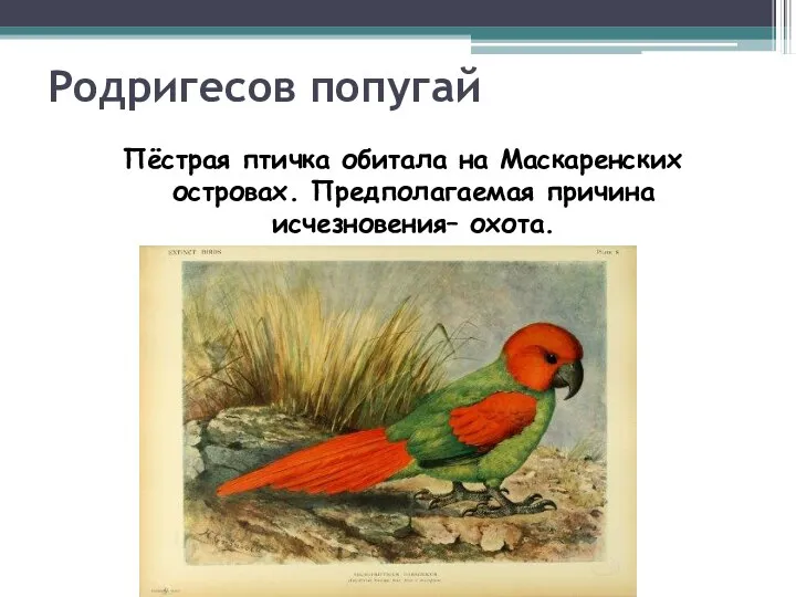 Родригесов попугай Пёстрая птичка обитала на Маскаренских островах. Предполагаемая причина исчезновения– охота.