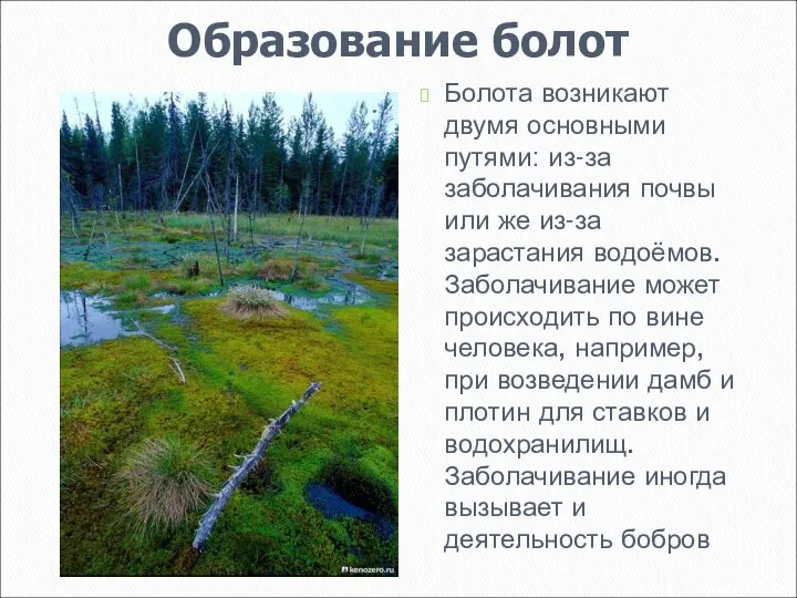 Образование болот Болота возникают двумя основными путями: из-за заболачивания почвы или