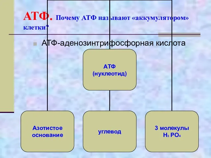 АТФ. Почему АТФ называют «аккумулятором» клетки? АТФ-аденозинтрифосфорная кислота