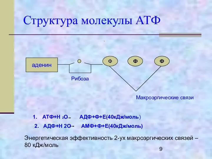 Структура молекулы АТФ аденин Ф Ф Ф Рибоза Макроэргические связи АТФ+Н