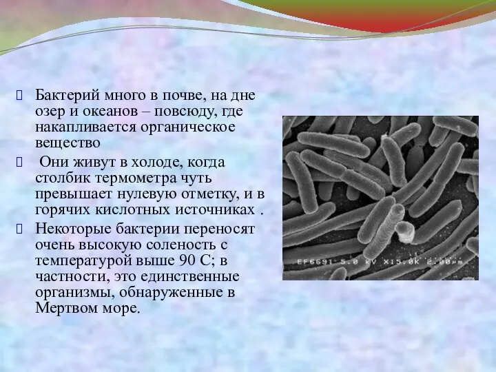 Бактерий много в почве, на дне озер и океанов – повсюду,