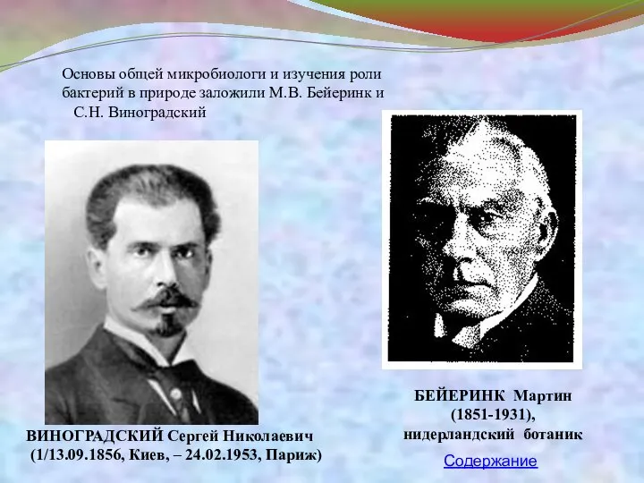 Основы общей микробиологи и изучения роли бактерий в природе заложили М.В.