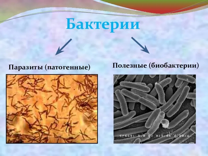 Бактерии Паразиты (патогенные) Полезные (биобактерии)