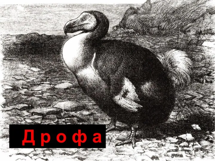 Д р о ф а