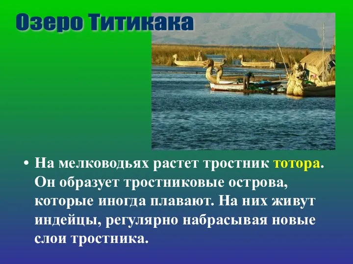 На мелководьях растет тростник тотора. Он образует тростниковые острова, которые иногда