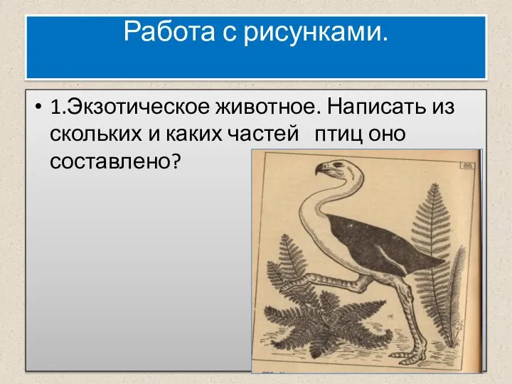 Работа с рисунками. 1.Экзотическое животное. Написать из скольких и каких частей птиц оно составлено?