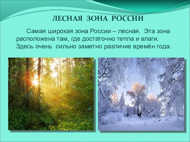 ЛЕСНАЯ ЗОНА РОССИИ Самая широкая зона России – лесная. Эта зона