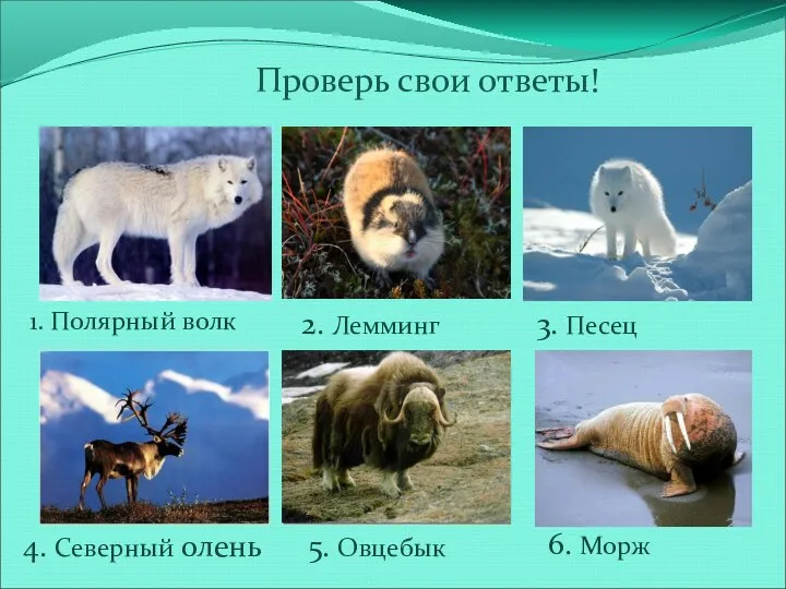 Проверь свои ответы! 1. Полярный волк 2. Лемминг 3. Песец 4.