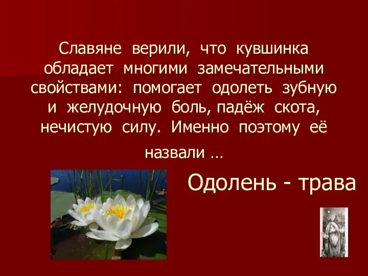 Славяне верили, что кувшинка обладает многими замечательными свойствами: помогает одолеть зубную