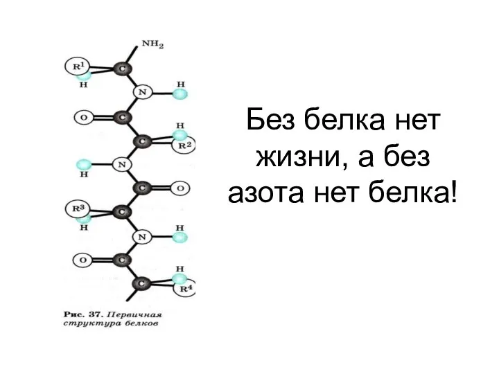 Без белка нет жизни, а без азота нет белка!