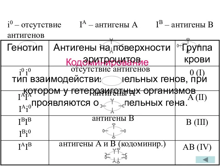 Кодоминирование IA – антигены A IB – антигены B тип взаимодействия