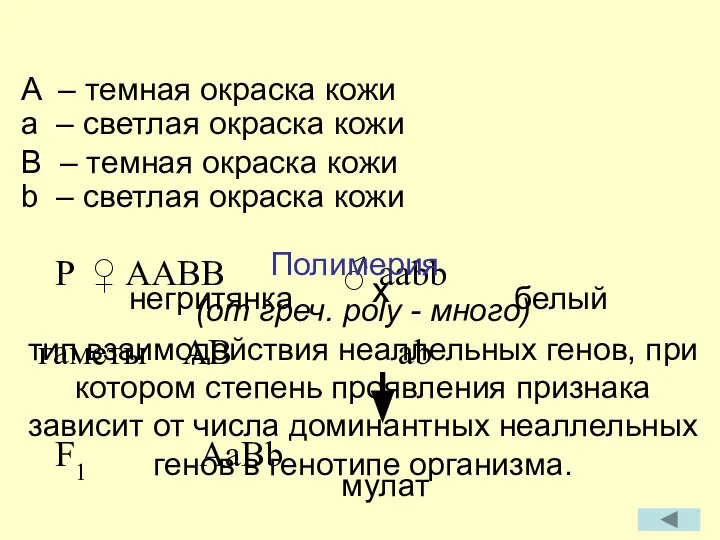 (от греч. poly - много) тип взаимодействия неаллельных генов, при котором