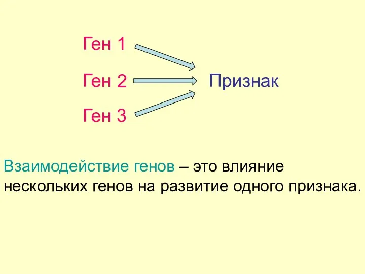 Ген Признак Взаимодействие генов – это влияние нескольких генов на развитие одного признака.