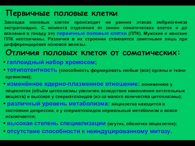 гаплоидный набор хромосом; тотипотентность (способность формировать любые (все) органы и ткани