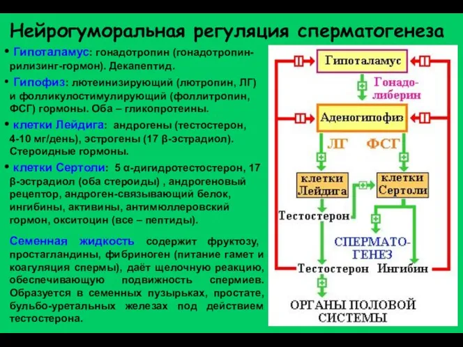 Нейрогуморальная регуляция сперматогенеза Гипоталамус: гонадотропин (гонадотропин-рилизинг-гормон). Декапептид. Гипофиз: лютеинизирующий (лютропин, ЛГ)