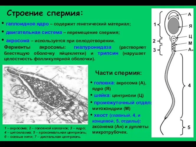 Строение спермия: гаплоидное ядро – содержит генетический материал; двигательная система –