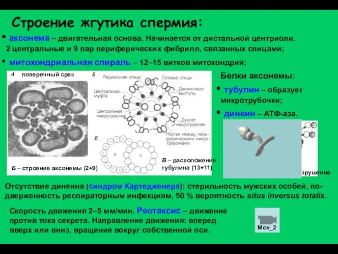 Строение жгутика спермия: аксонема – двигательная основа. Начинается от дистальной центриоли.