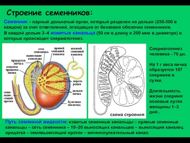 Строение семенников: Семенник – парный дольчатый орган, который разделен на дольки