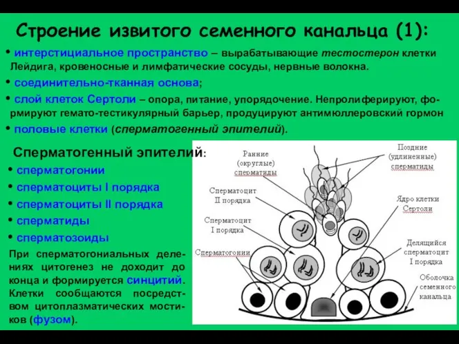 Строение извитого семенного канальца (1): интерстициальное пространство – вырабатывающие тестостерон клетки