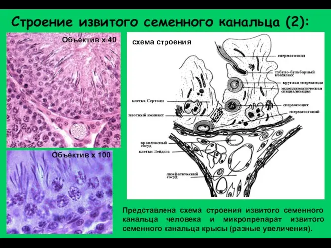 Строение извитого семенного канальца (2): схема строения Объектив х 40 Объектив