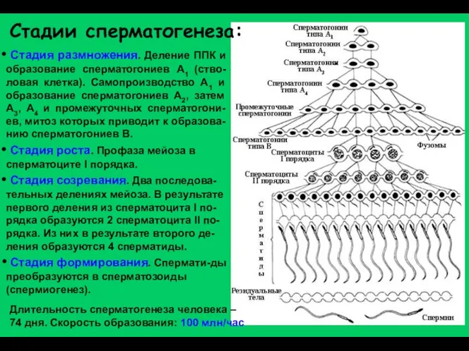 Стадии сперматогенеза: Стадия размножения. Деление ППК и образование сперматогониев А1 (ство-ловая