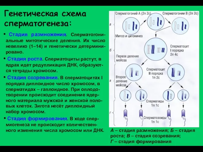 Генетическая схема сперматогенеза: А – стадия размножения; Б – стадия роста;