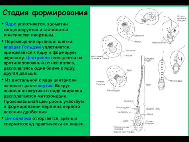 Стадия формирования Ядро уплотняется, хроматин конденсируется и становится генетически инертным. Перемещение