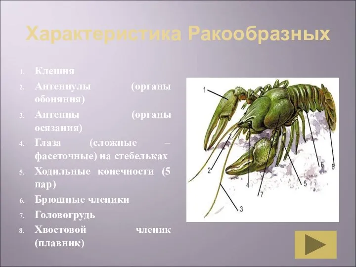 Характеристика Ракообразных Клешня Антеннулы (органы обоняния) Антенны (органы осязания) Глаза (сложные