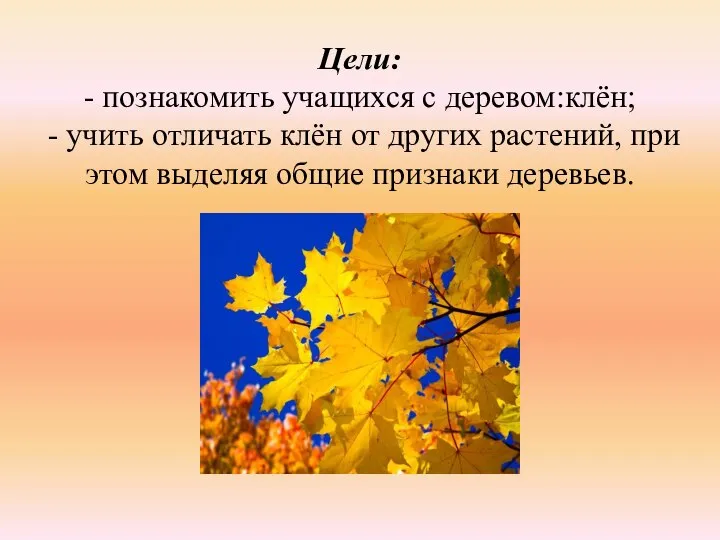 Цели: - познакомить учащихся с деревом:клён; - учить отличать клён от