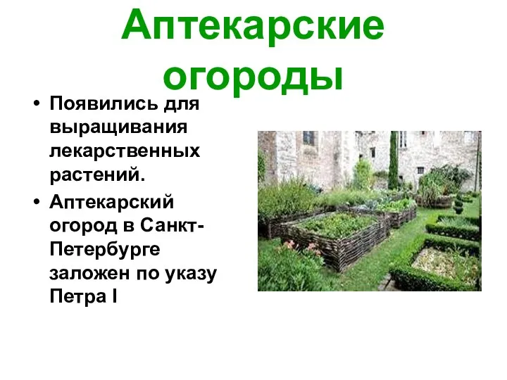 Аптекарские огороды Появились для выращивания лекарственных растений. Аптекарский огород в Санкт-Петербурге заложен по указу Петра I