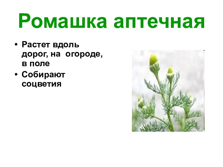 Ромашка аптечная Растет вдоль дорог, на огороде, в поле Собирают соцветия