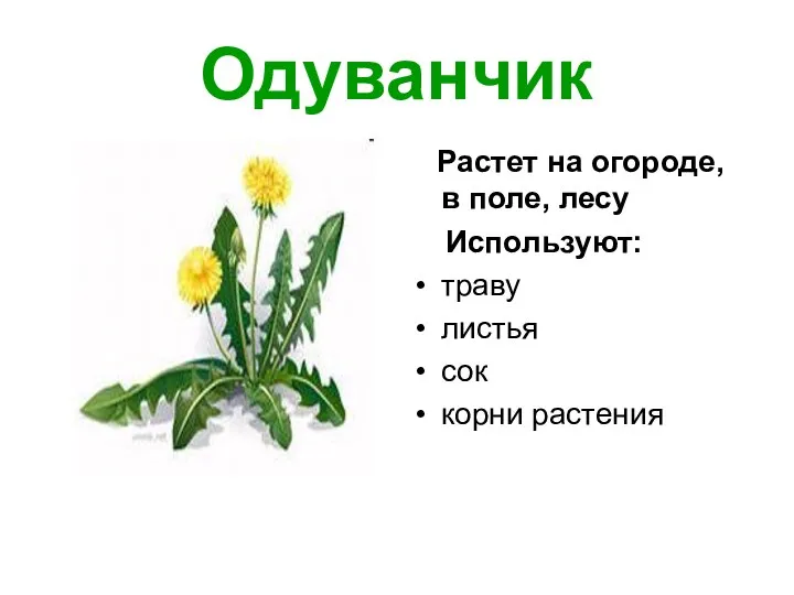 Одуванчик Растет на огороде, в поле, лесу Используют: траву листья сок корни растения